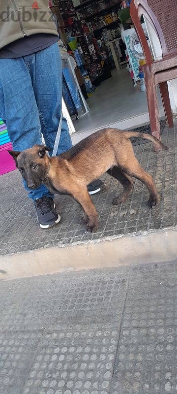 malinois 2