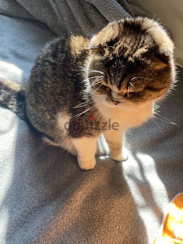 Scottish Fold Cat – Rare & Friendly – Spayed & Ready for Adoption 2