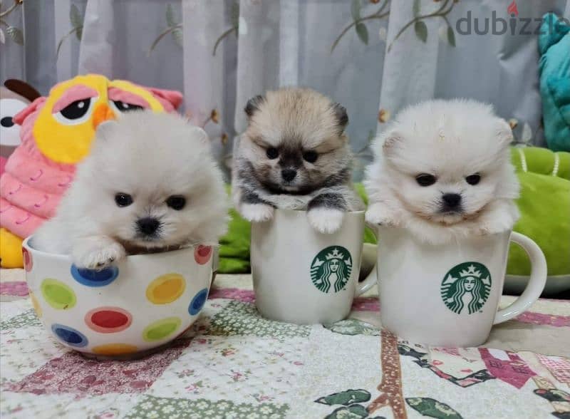 pomeranian teacup 0