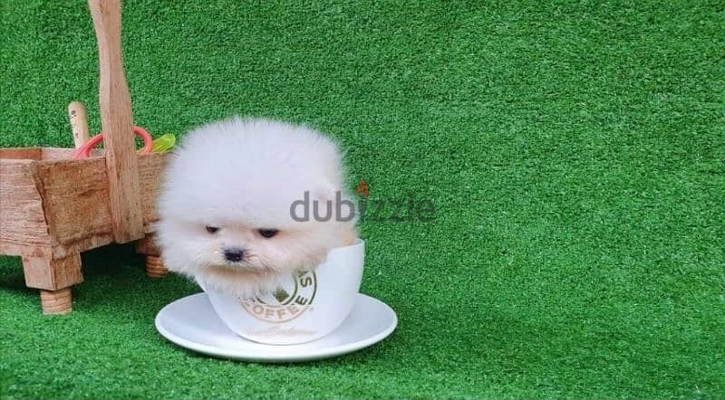 pomeranian teacup 1