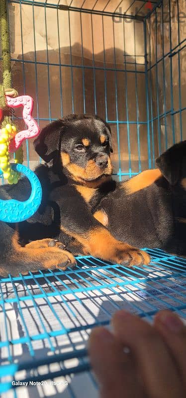 rottweiler giant size 3