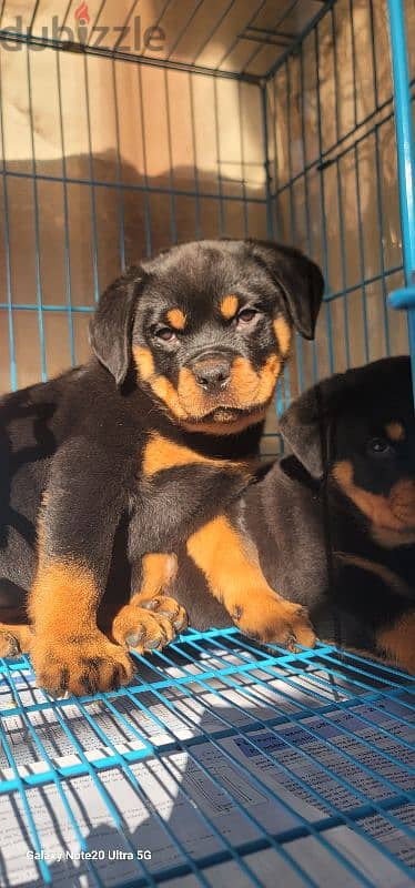 rottweiler giant size 4