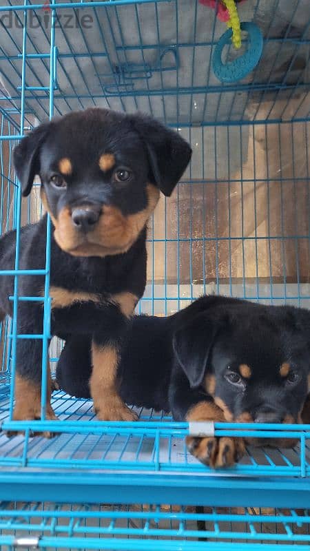 rottweiler giant size 5