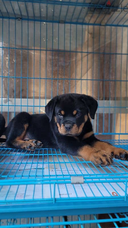 rottweiler giant size 6