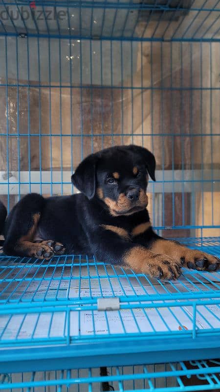 rottweiler giant size 7