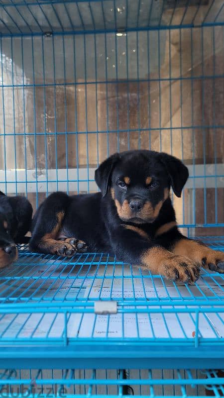 rottweiler giant size 8