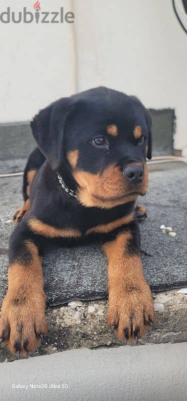 rottweiler giant size 9