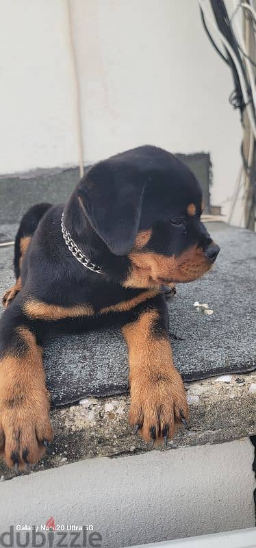 rottweiler giant size 10