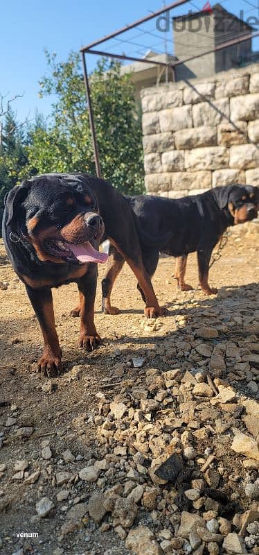 rottweiler giant size 11