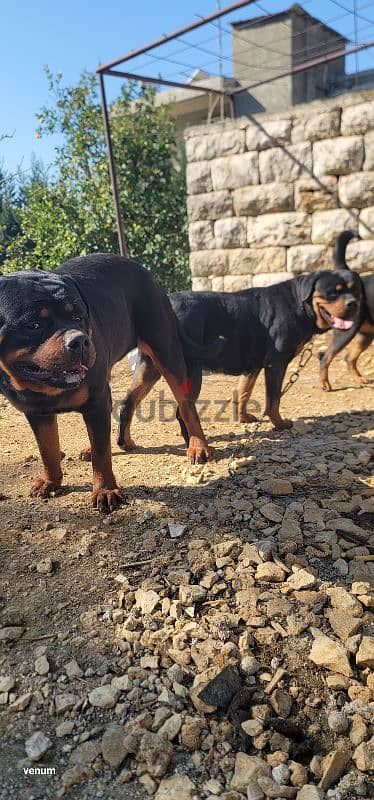 rottweiler giant size 12