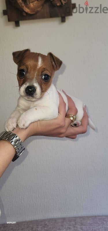 jack russell mini