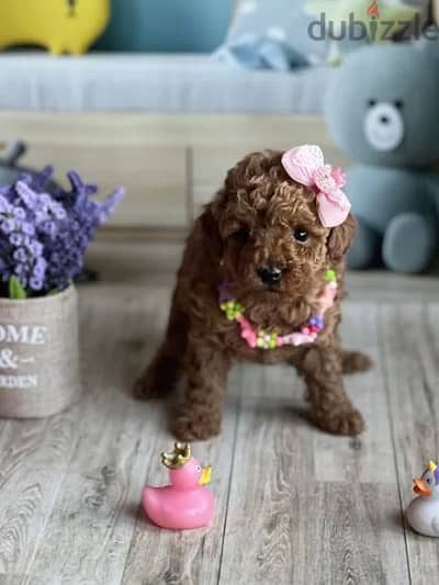 Poodle Toy Puppies Available in Store/ Delivery/ dog كلاب