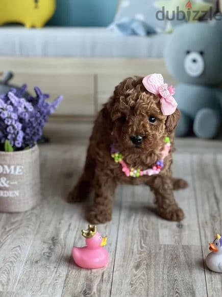 Poodle Toy Puppies Available in Store/ Delivery/ dog كلاب 0