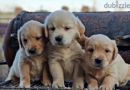 Beautiful Golden Retriever Puppies Available/ Delivery/ dog كلاب