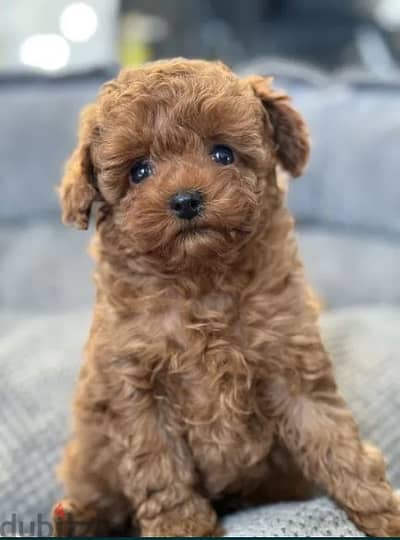 Amazing Toy Poodle Puppies Available/ delivery/ dog كلاب