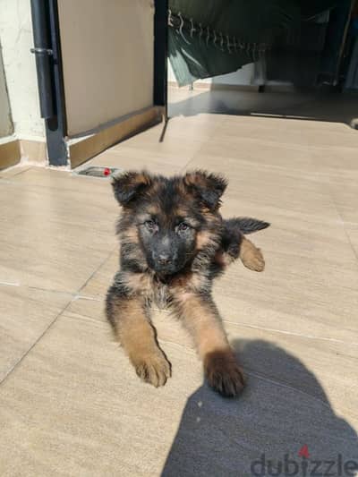 german shepherd showline