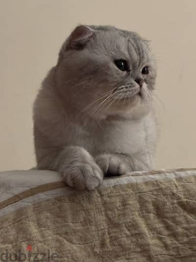 Scottish fold tiger pure