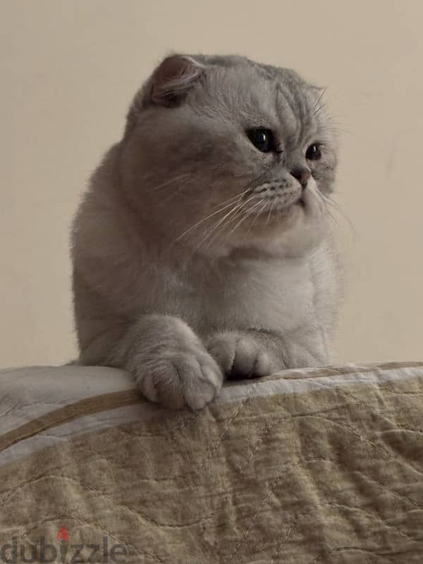 Scottish fold tiger pure 0