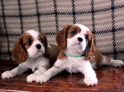 Gentle Cavalier King Charles Puppies/ Available/ dog كلاب