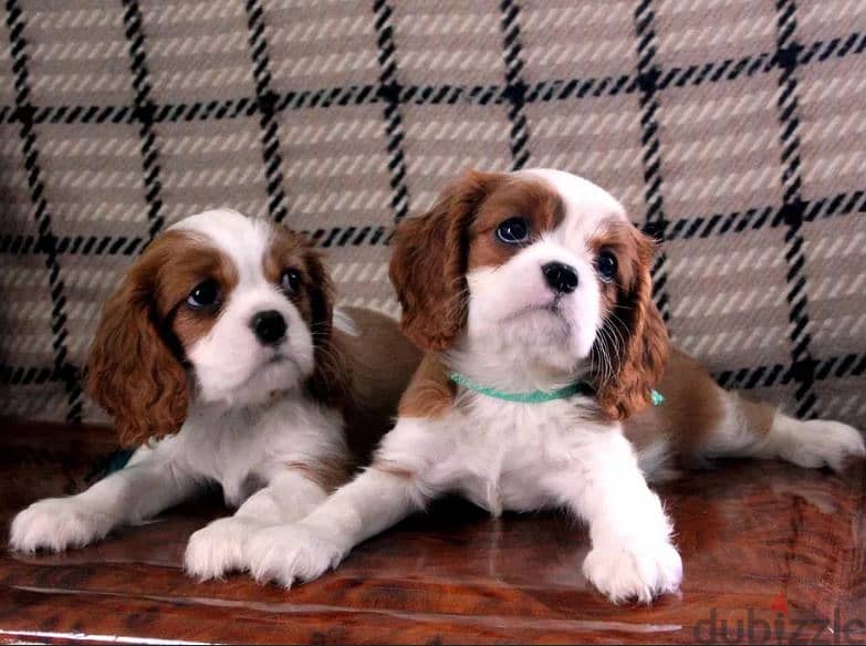 Gentle Cavalier King Charles Puppies/ Available/ dog كلاب 0