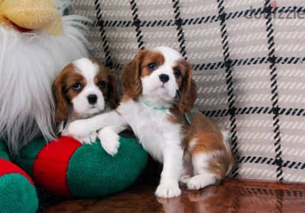 Playful Cavalier King Charles Puppies Available/Delivery/ dog كلاب