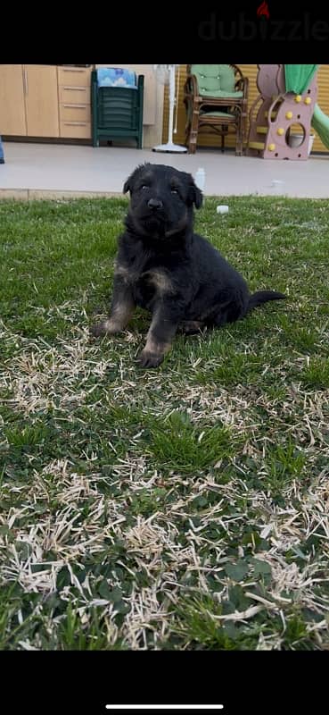 male german shepherd