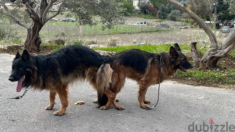 male german shepherd 1