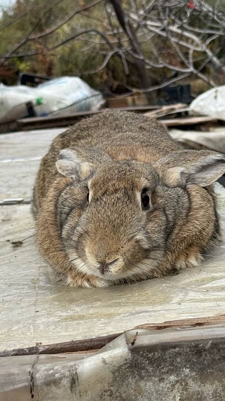 أرانب عملاقة فلاميش وبابيون Rabbit bunnies Flemish & Papillion 3