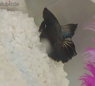 betta