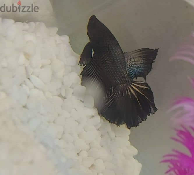 betta 0