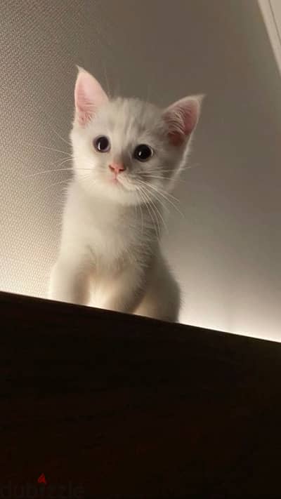 British White kitten قطة