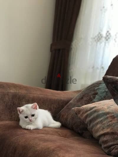 white british shorthair kitten