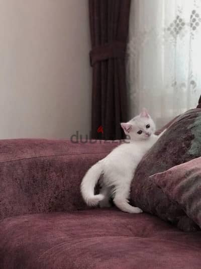 British white shorthair قطط