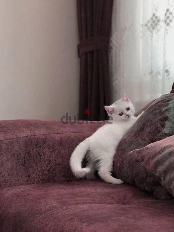 British white shorthair قطط 0