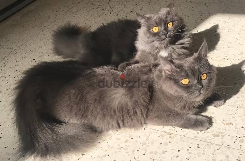 Pure British Long Hair Fully Vaccinated Cats 2