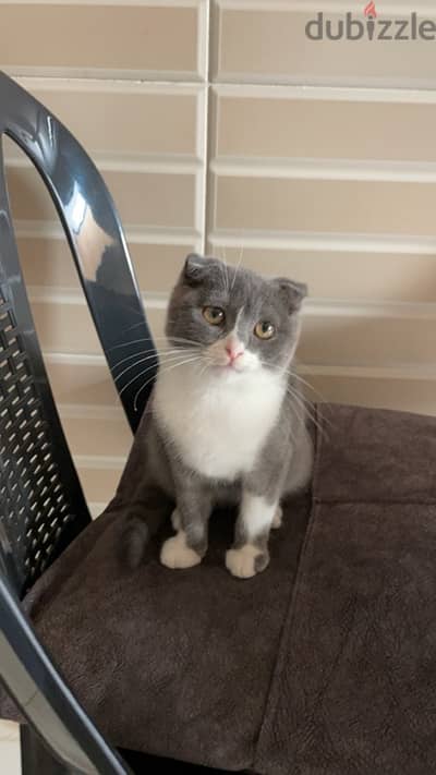 scottish fold kitten