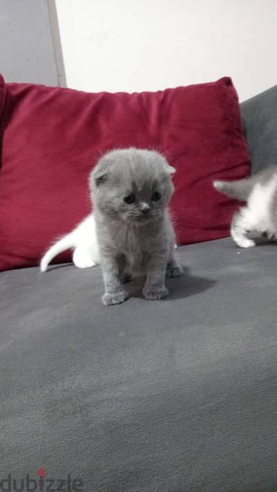 Scotish and british kittens