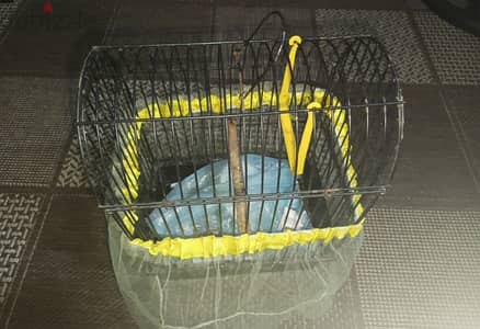 bird cage for sale