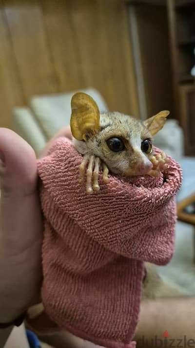 bush baby