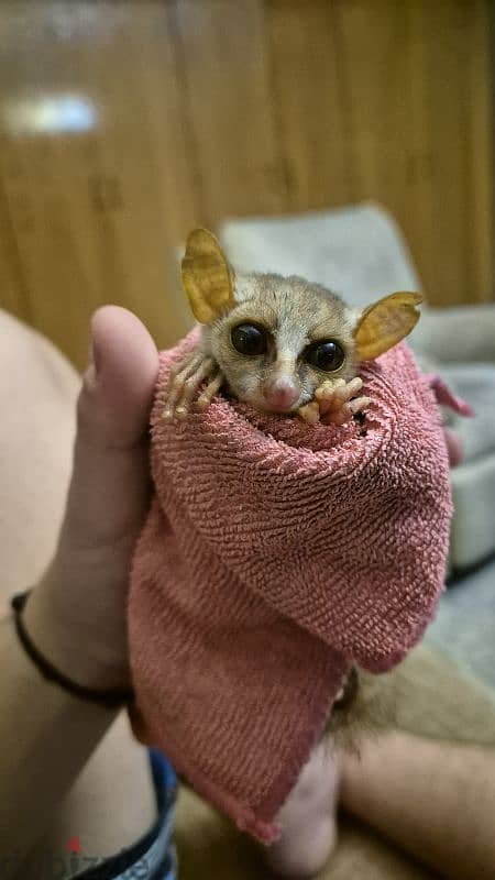 bush baby 1