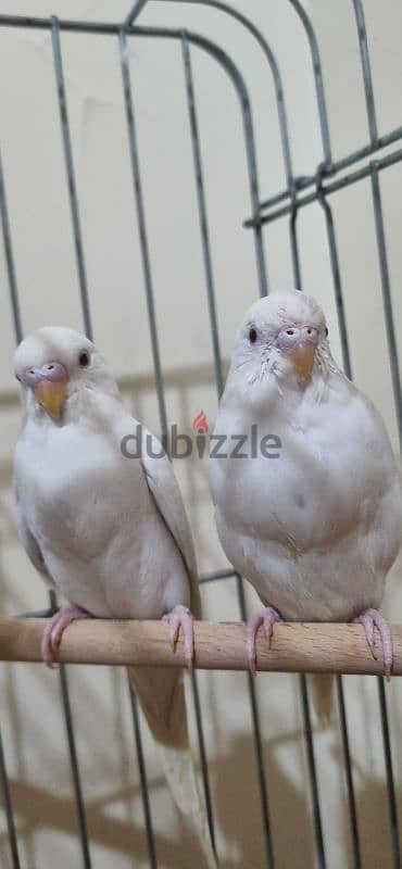 2 white budgies birds + cage + accessories