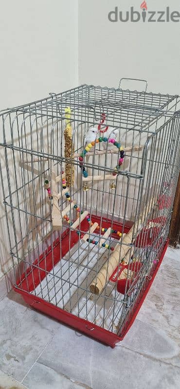 2 white budgies birds + cage + accessories 1