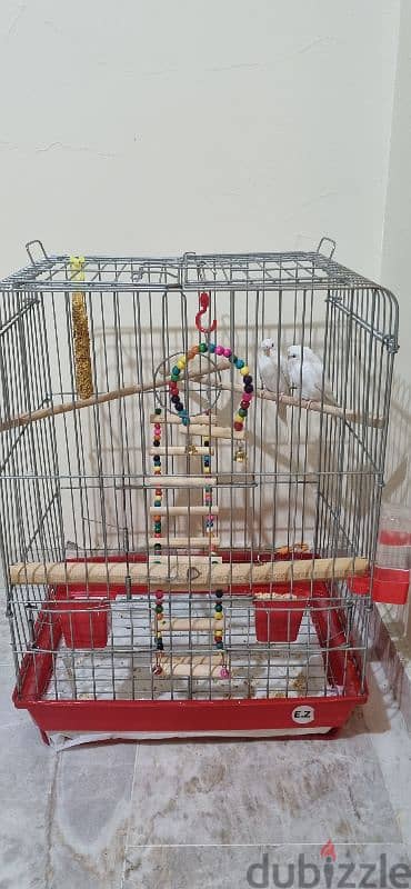 2 white budgies birds + cage + accessories 2