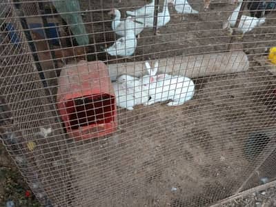 France farm  Rabbits for sale