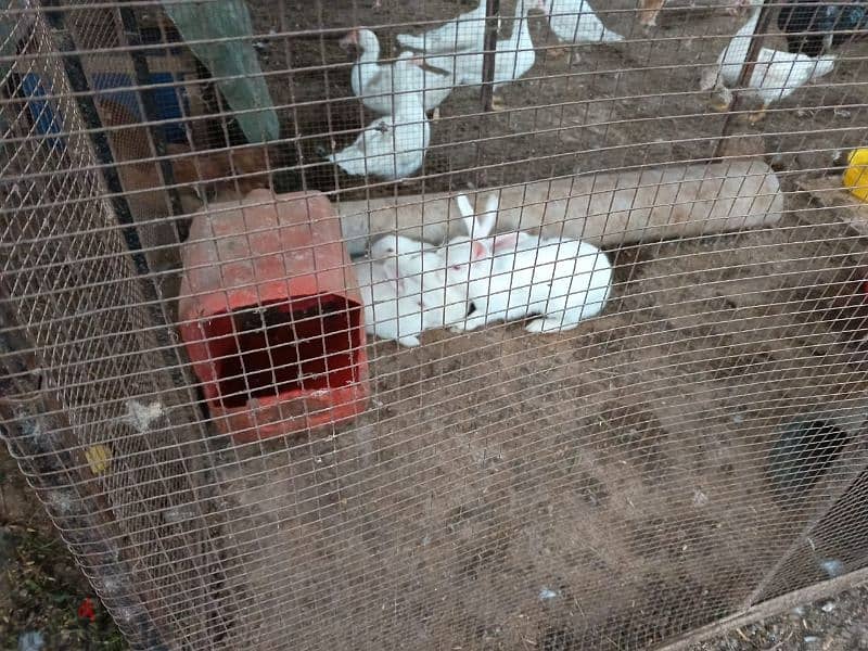 France farm  Rabbits for sale 0