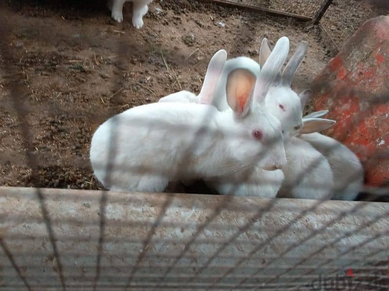 France farm  Rabbits for sale 1