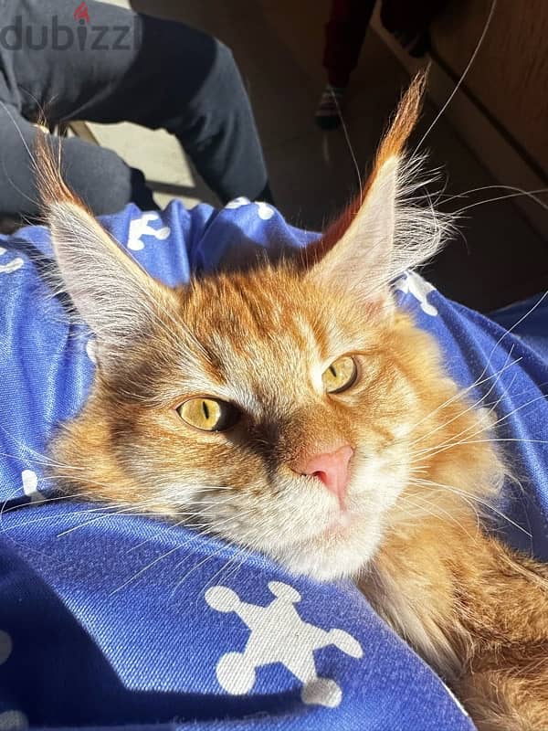 pure mainecoon for sale 1