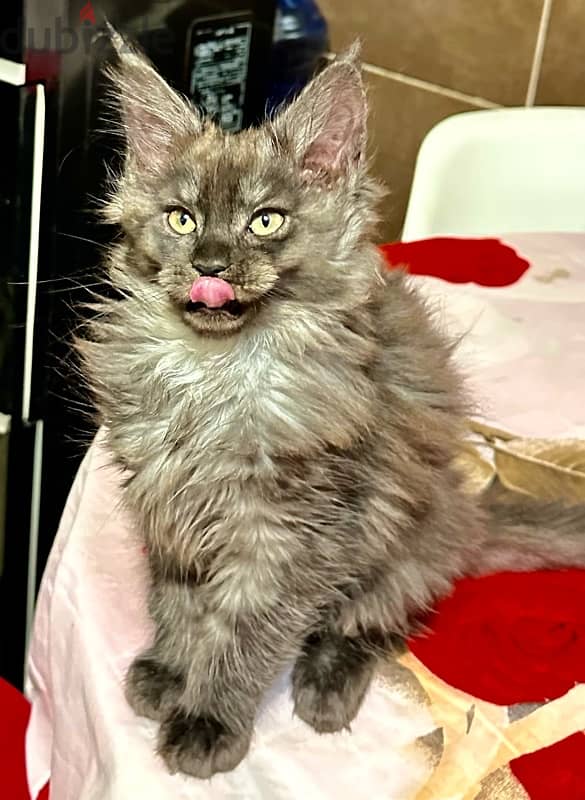 pure mainecoon for sale 2