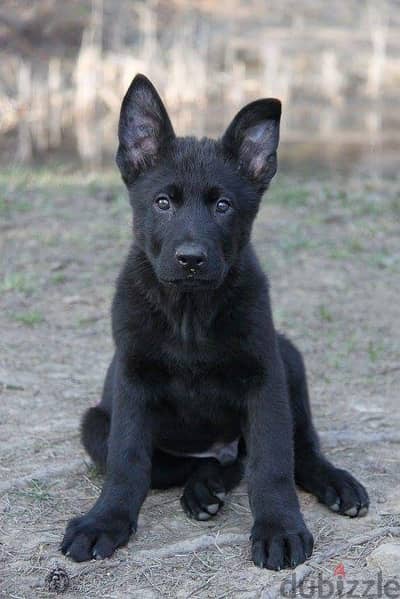 Your Ultimate Loyal Companion! Royal Black German Shepherd Puppy كلاب