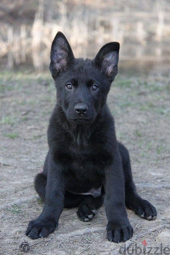 Your Ultimate Loyal Companion! Royal Black German Shepherd Puppy كلاب 0